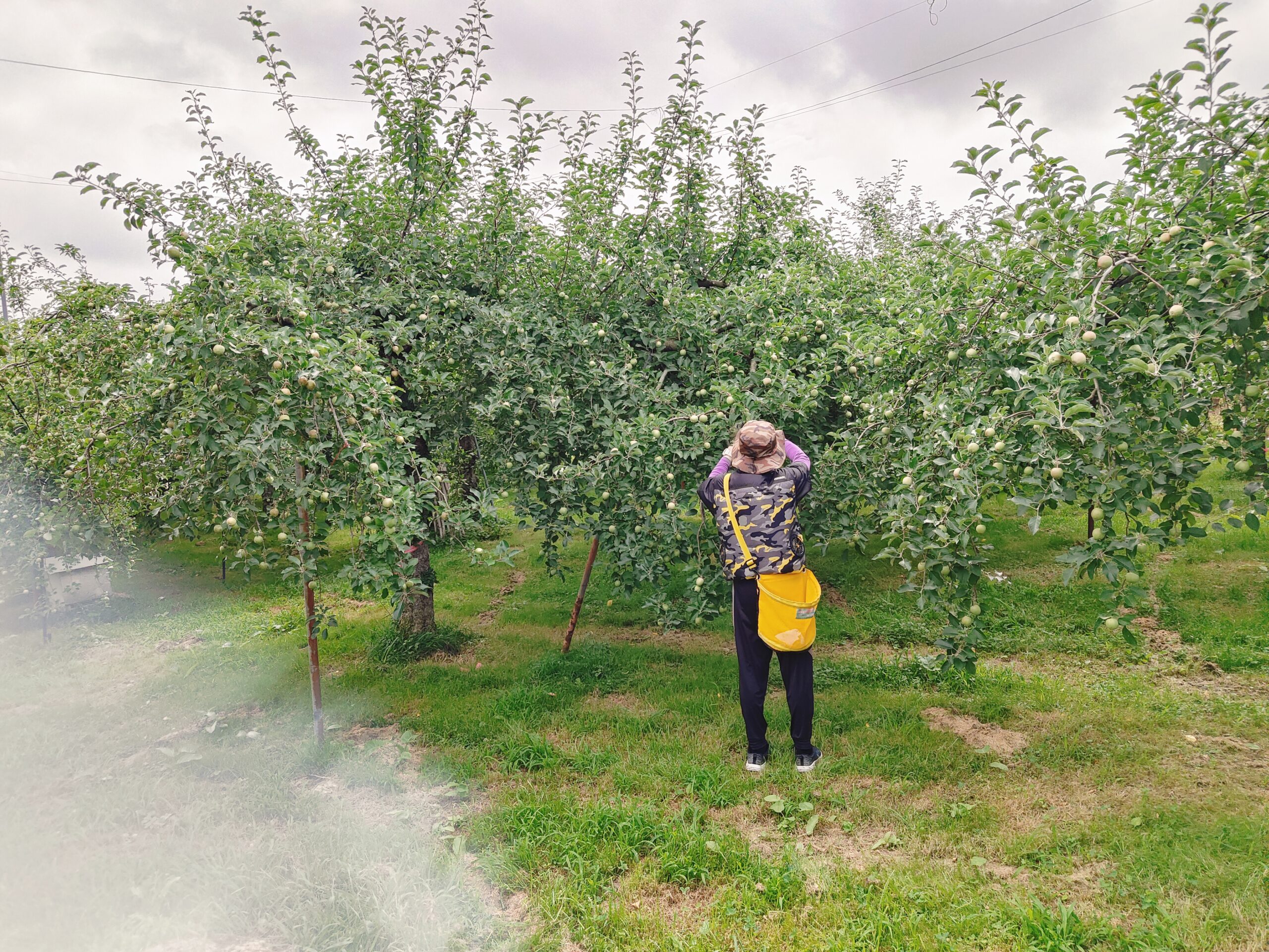 木下りんご園 作業風景