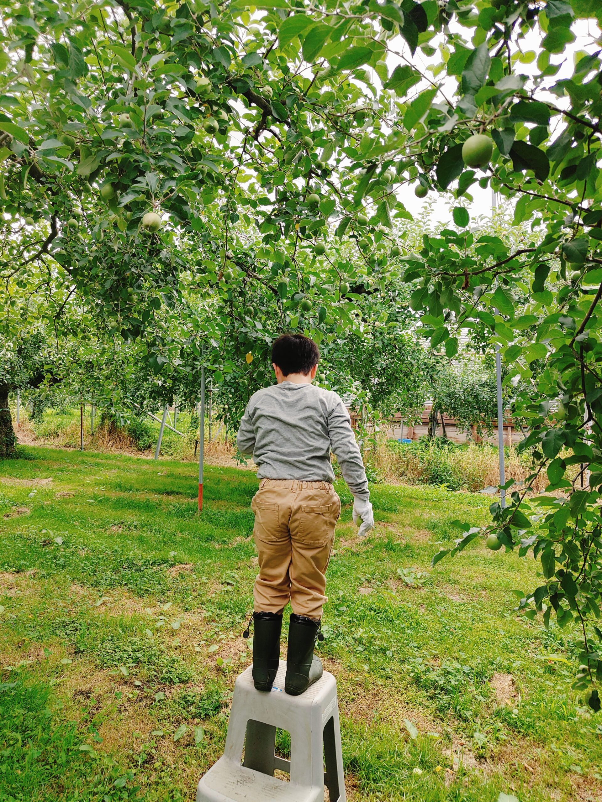 りんご園を歩く息子の後ろ姿