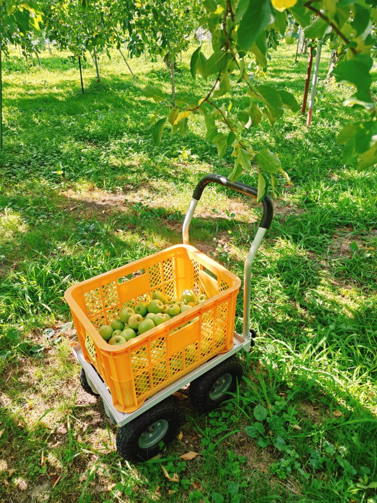 摘果作業中の果樹園と、実がいっぱいになった籠